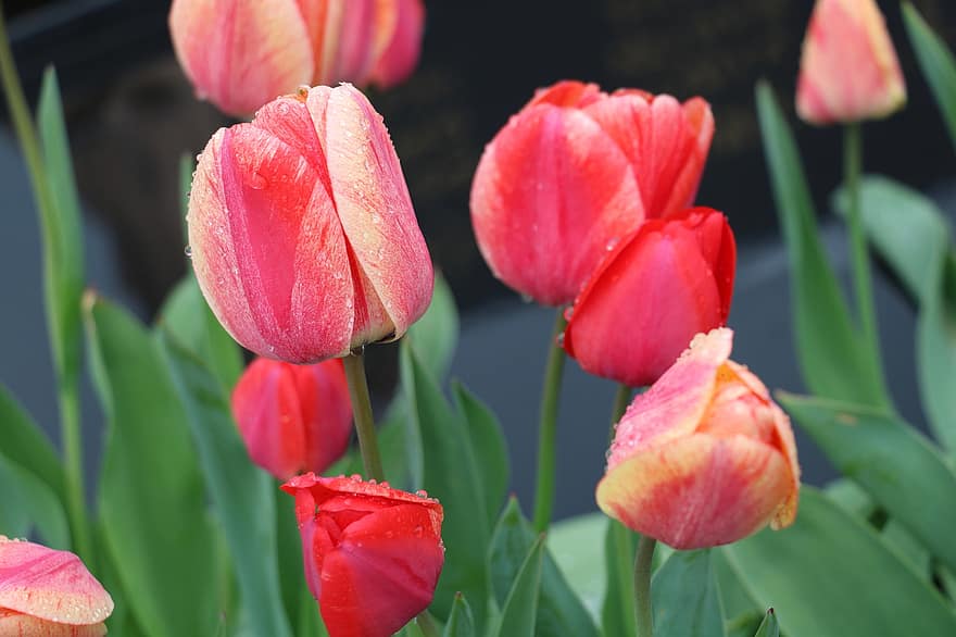 tulipanes, tulipanes rojos, Flores rojas, las flores, gotas de lluvia, jardín, naturaleza, gotas de rocío, tulipán, flor, planta