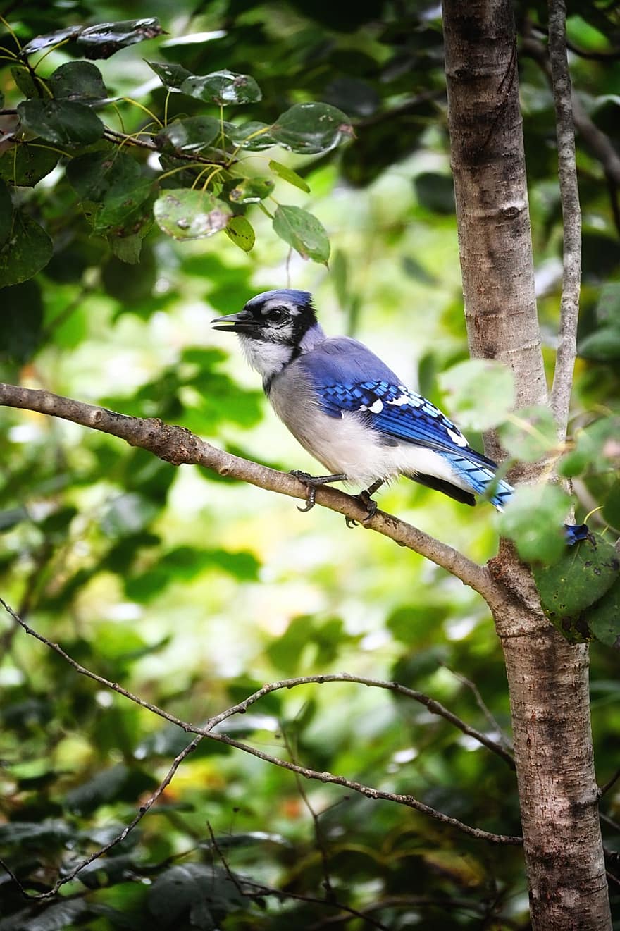 Blue Jay, kuş, hayvan