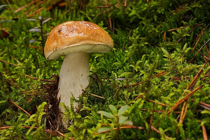 houba, rac, mech, houba na mytí, jedlý, les, Příroda, detail, jídlo, podzim, svěžest