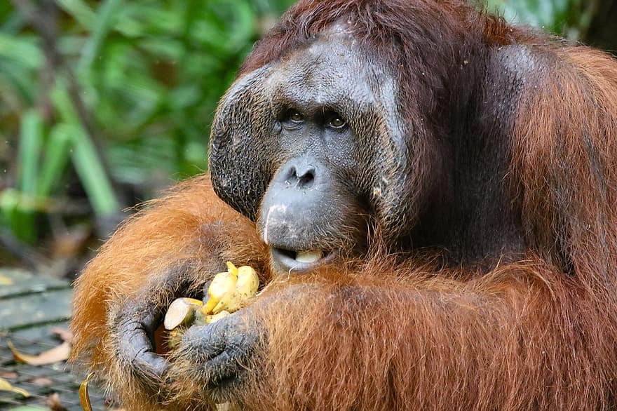zvíře, orangutan, primát, savec, opice, druh, fauna, zvířata ve volné přírodě, ohrožené druhy, tropický deštný prales, les