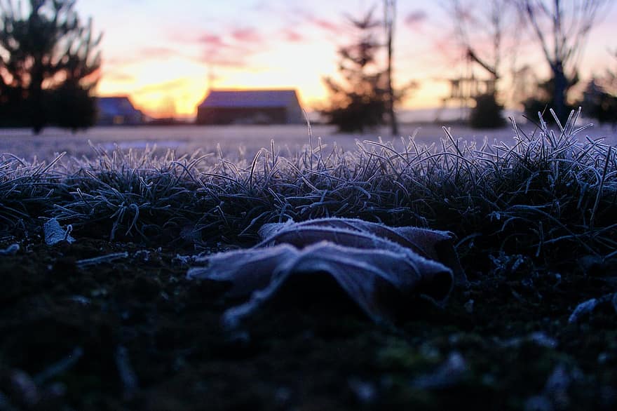 Blatt, Gras, Winter, Frost, Sonnenaufgang, Eis, gefroren, kalt, Dämmerung, Morgen, Scheune