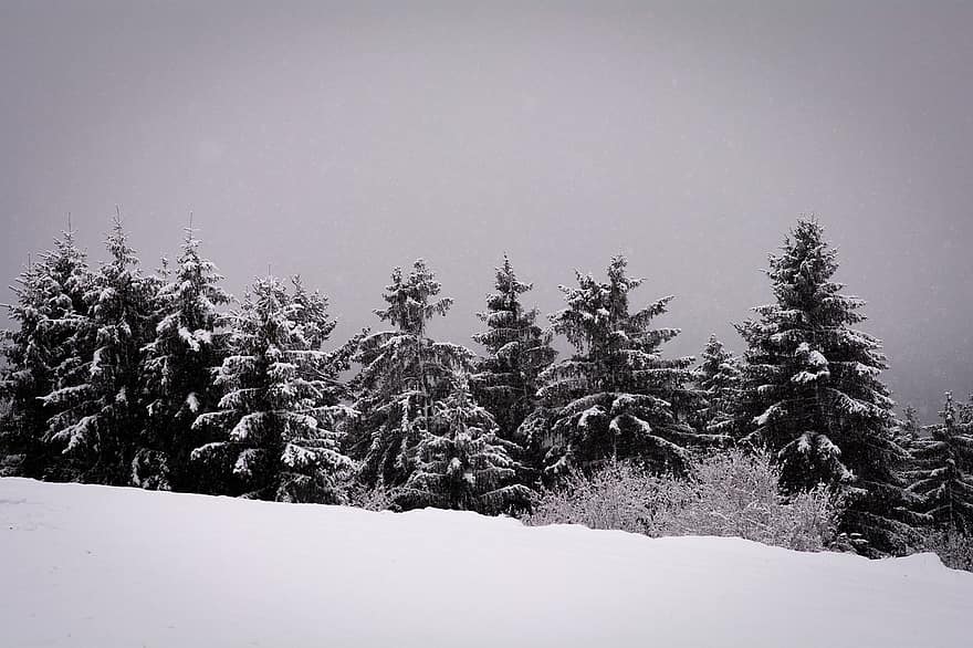 arbres, neu, hivern, conífera, nevades, bosc, fred, gelades, naturalesa, paisatge nevat, arbre