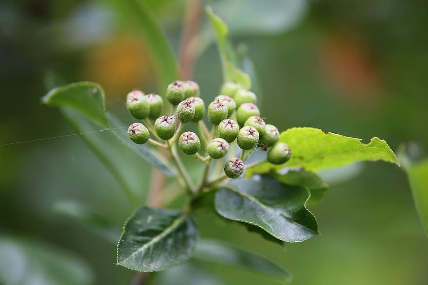 Bacche di Aronia acerbe, chokeberry nero, pianta, cespuglio, crescita, foglie verdi, estate, natura