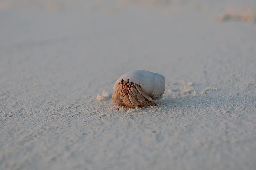 Crab, Beach, Sand, Coast, Shore, Seashore, Animal, Crustacean, Nature