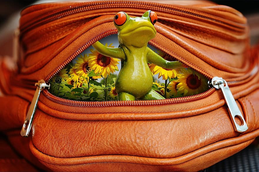 con ếch, túi, zip, mở, buồn cười, dễ thương