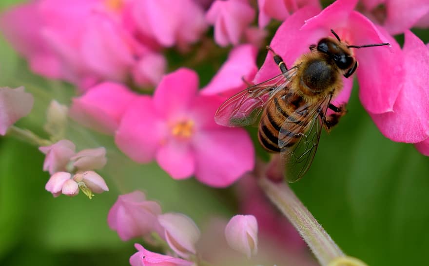 フラワーズ、ラン、蜂、虫、花粉、庭園、工場、春、蜜、フローラ、受粉