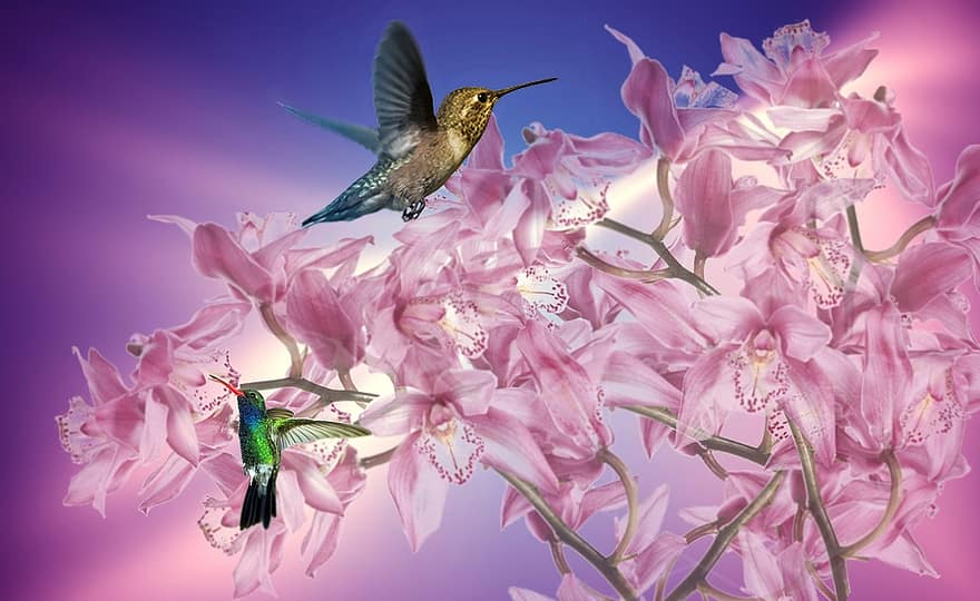 rosa orkidé, orkide, trädgård, blommor, växt, botanik, tropisk skog, färgrik, orkidérosa, natur, rosa