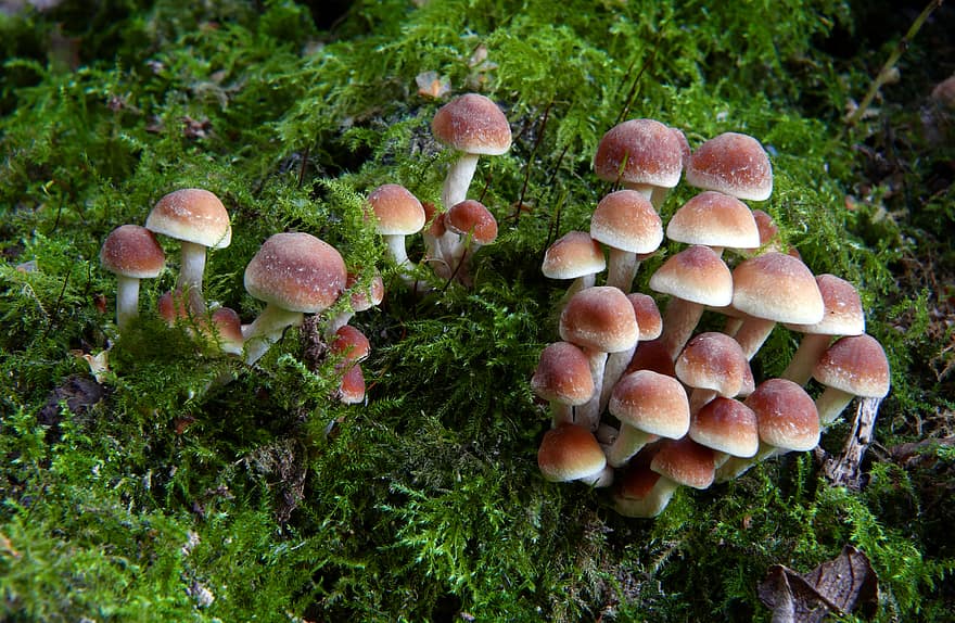mushroom, fungus, nature, toxic, poisonous, natural, dangerous, fungal, macro, woodland, plant