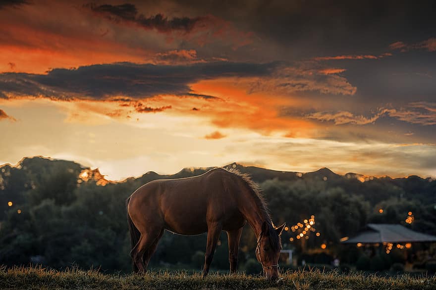 puesta de sol, caballo, prado, pasto, hierba, animal, mamífero, equino, campo, pueblo, oscuridad