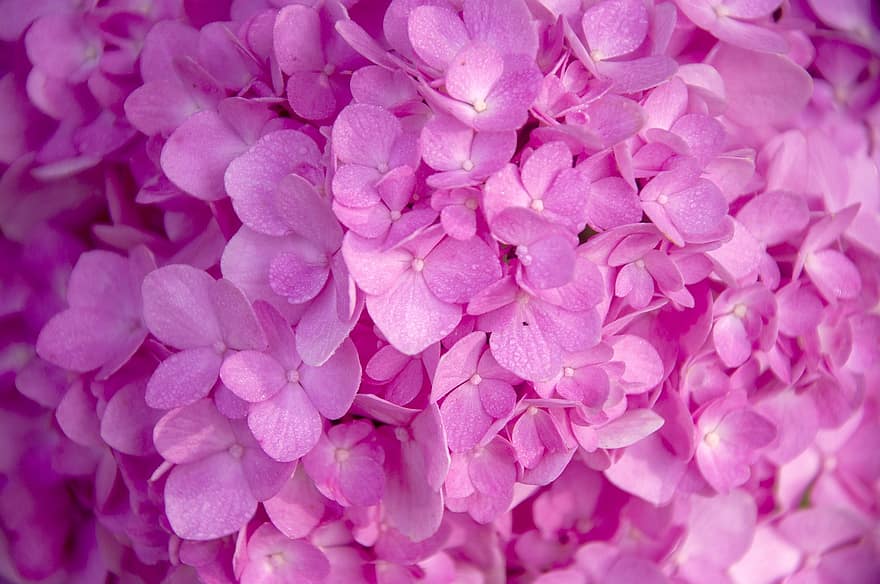 hortensie, flori, roz flori, petale, roz petale, a inflori, inflori, floră, plantă, natură