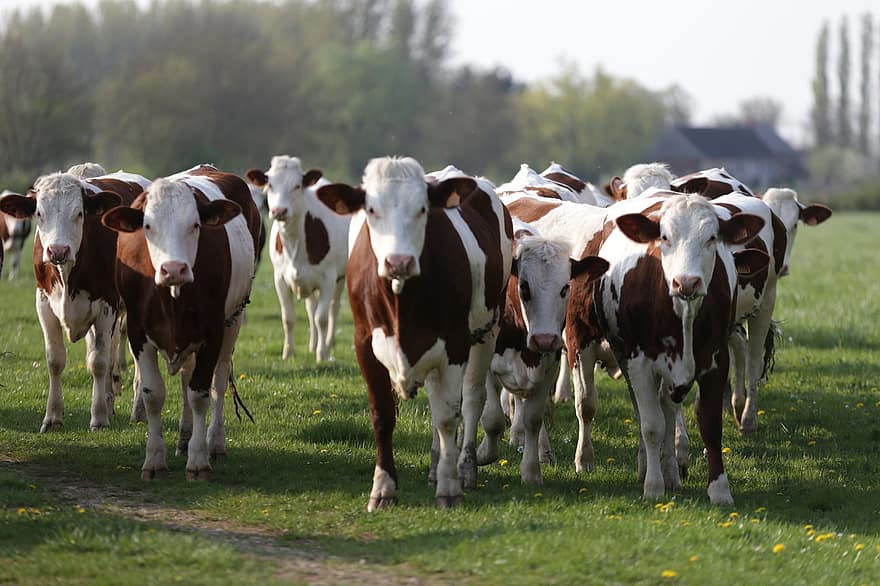 mucche, bovini, bestiame, azienda agricola, animali, natura, mammiferi, agricoltura, rurale, campagna, Manzo
