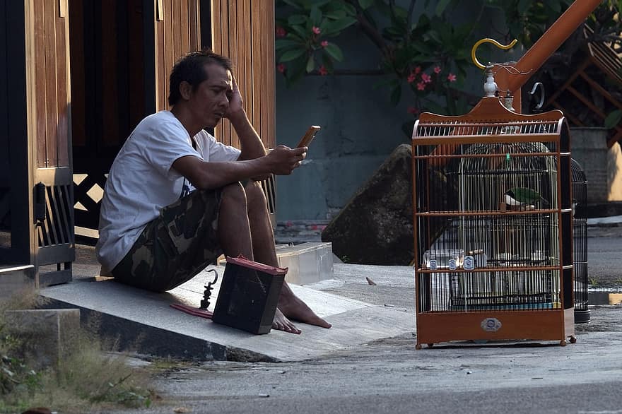 jaula de pájaros, alimentación, teléfono móvil, hombre