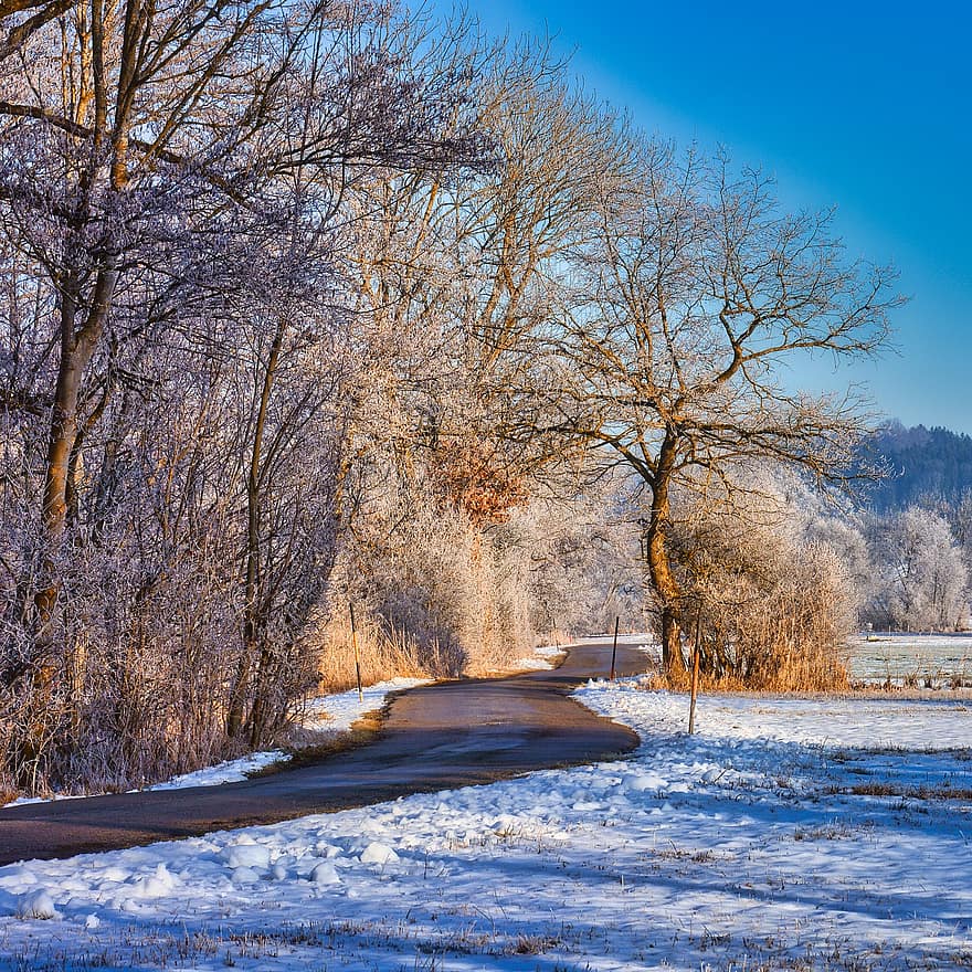 väg, träd, frost, vintrig, ljus, vinterstämning, vinter-, snö, skog, landskap, säsong