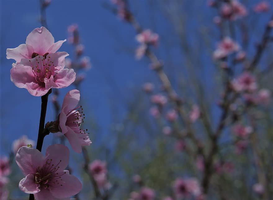 桃、木、桃の花、桃の木、閉じる、ピンク、ピンクの花、花、春、自然、ブランチ