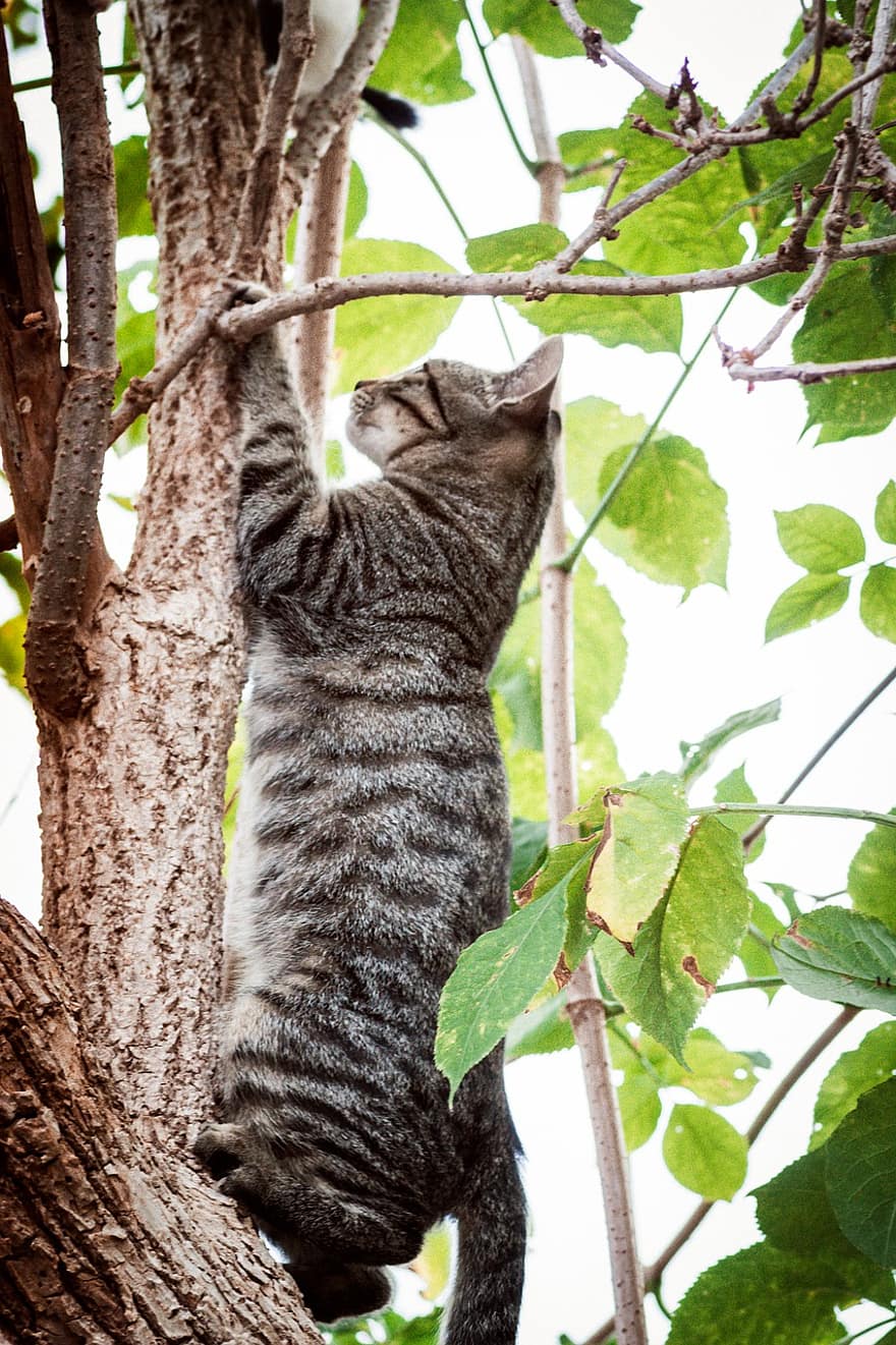 고양이, 고양이 같은, 나무, 태비, 회색 얼룩 무늬가있는, 얼룩 고양이, 회색 고양이, 착한 애, 등반, 상승, 하인