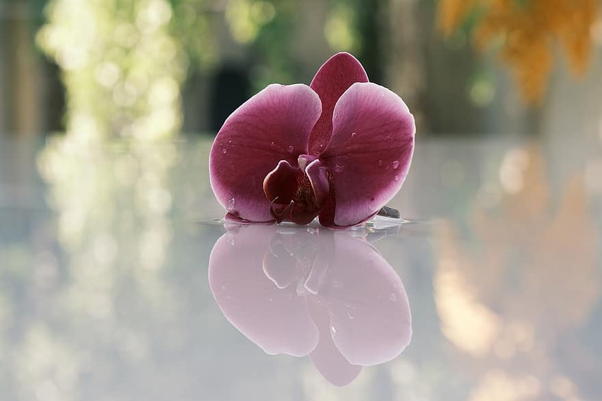 floare, orhidee, reflecţie, violet orhidee, floare mov, petale, violete petale, oglindire, rouă