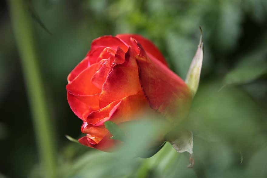 rosa, flor, Alinka Rose, Flor, planta com flores, planta ornamental, plantar, flora, natureza