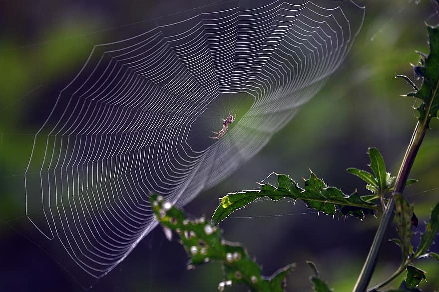 edderkopp, insekt, spindelvev, web, arachnid, skog