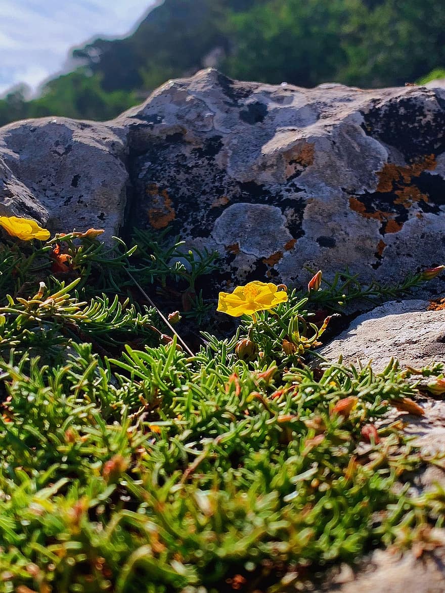 Weitläufige Nadel Sonnenrose, Blume, Stein, gelbe Blume, Knospen, blühen, Blätter, Pflanze, Rock