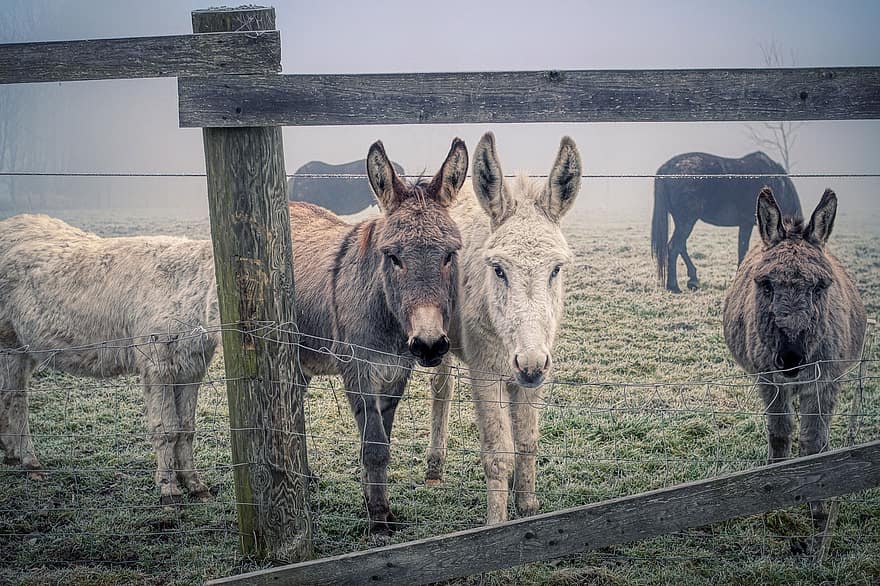 Donkeys, Animals, Farm, Fence, Fog, Mist, Mammals, Coupling, Group, Together, Pasture