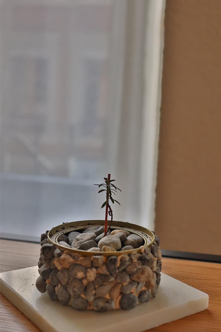 strom, rostlina, dekorace, Mini Bonzai, růst, detail, uvnitř, list, okno, jídlo, stůl