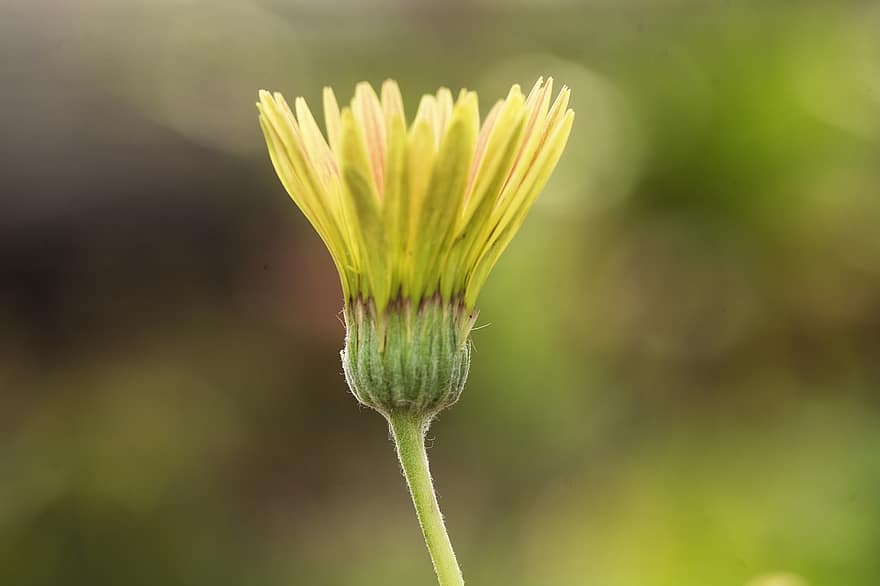 Gerbera, Transvaal Daisy, Flower Bud, Blooming Flower, Nature, Asteraceae