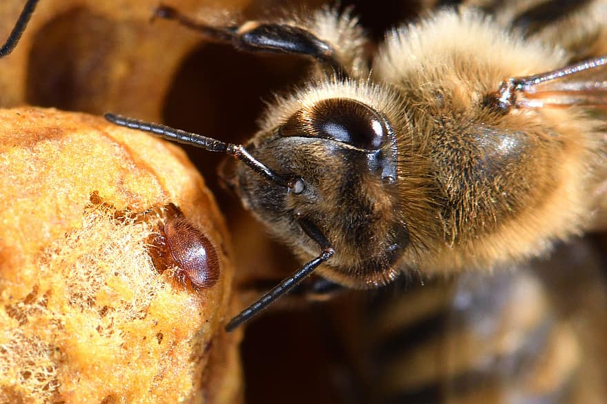 Bie, insekt, antenner, honningbie, honning, birøkter, birøkt, carnica