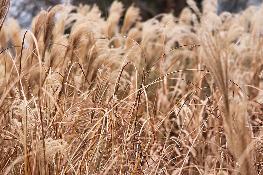 pasto de trigo, hierba, naturaleza, campo, prado