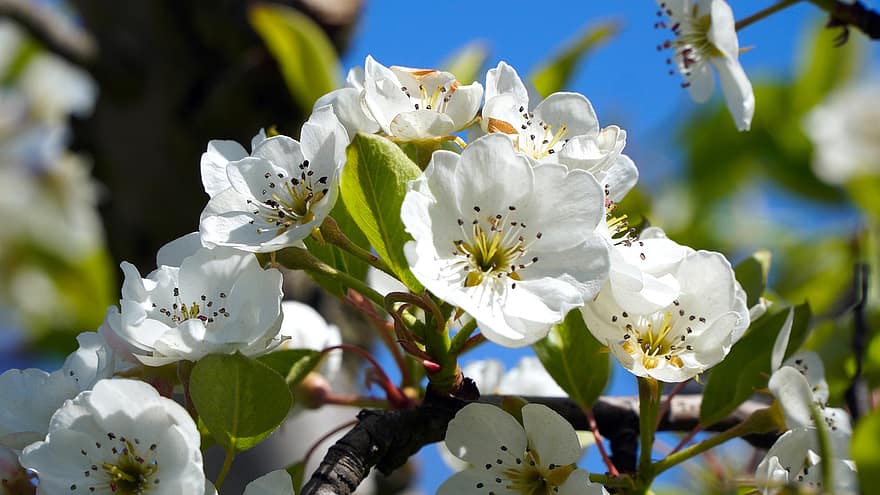яблуня, квітка, відділення, весна, білі квіти, цвіт яблуні, квіти яблуні, цвітіння, плодове дерево, дерево, Рослина