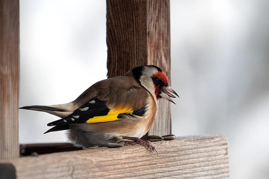 goldfinch, pasăre, sursa de alimentare pentru păsări, cocoțat, pană, penaj, european de aur, animal, animale sălbatice