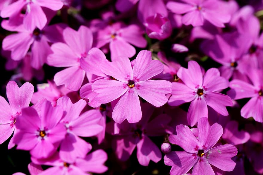 phlox, bunga-bunga, menanam, kelopak, lumut phlox, phlox subulata, bunga-bunga merah muda, bunga liar, berkembang, taman, alam