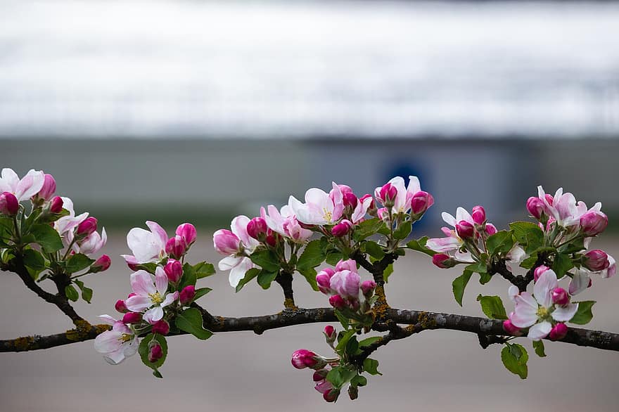 Obuolių medis, gėlės, obuolių žiedai, filialas, žydi, žiedas, flora, pobūdį, pavasaris