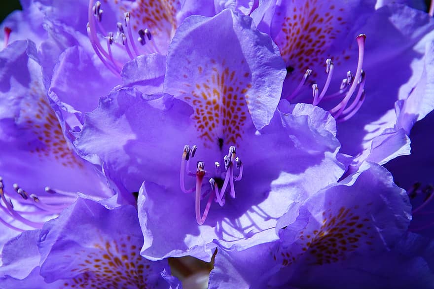 Azaleen, Blumen, blaue blumen, Blütenblätter, blaue Blütenblätter, blühen, Natur, Nahansicht, Flora, Botanik, lila