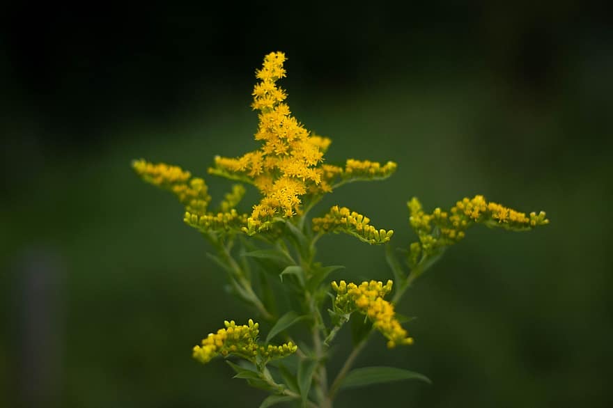Goldenrod, Flowers, Plant, Yellow Flowers, Bloom, Leaves, Branch, Nature
