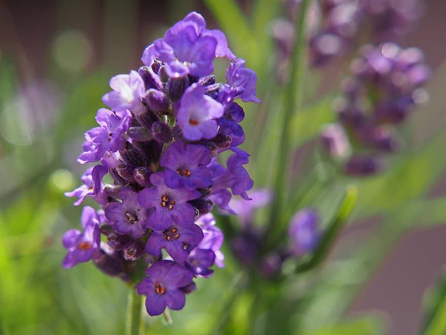 lavender, bunga ungu, bunga-bunga, taman, mekar, berkembang, makro, menanam, tanaman hias