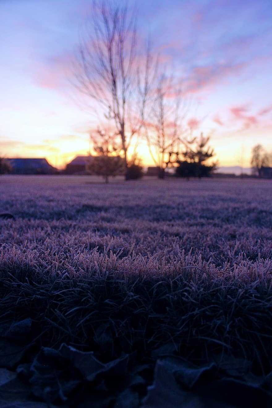 трева, зима, скреж, изгрев, лед, замръзнал, студ, разсъмване, сутрин, обор, природа
