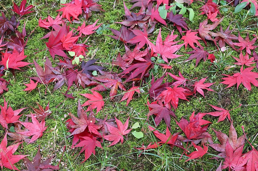 rudens lapas, rudenī, lapas, raksturs, koks, augu, krāšņums, sezonā, daudzkrāsains, Kļava, fona