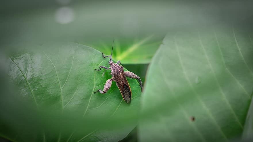 Leaf-footed Bug, Insect, Leaves, Foliage, Greenery, Plant, Bug, Animal, Nature