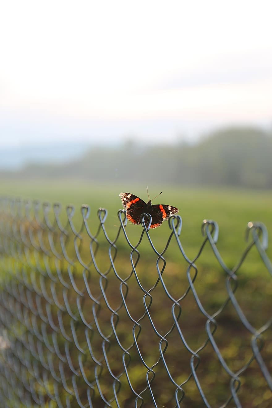 Red Admiral Butterfly, Butterfly, Fence, Chain Link Fence, Insect, Animal, Nature, Closeup, Open Wings Butterfly, Wings
