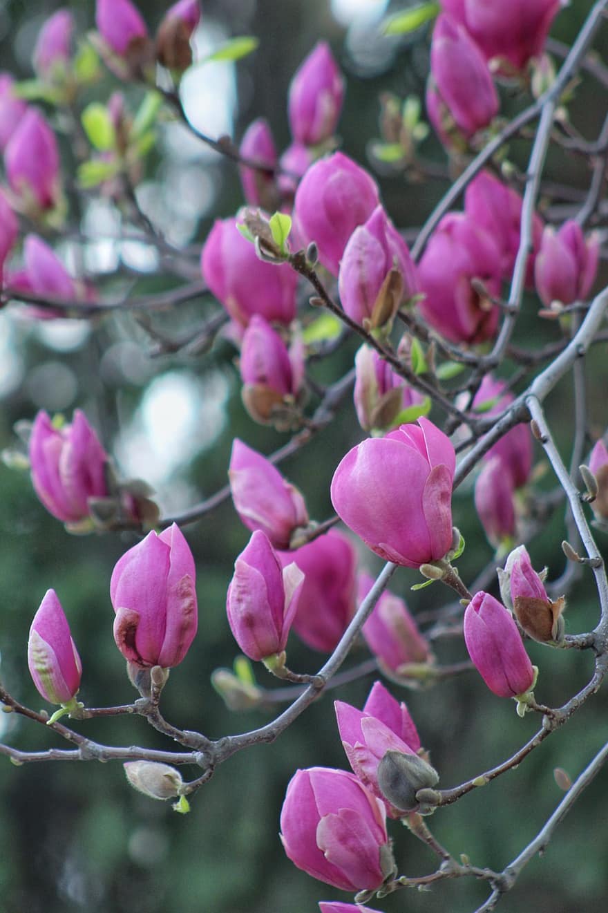 magnolie, fiori rosa, fiori, flora, petali, primavera, giardino, foglia, pianta, fiore, avvicinamento