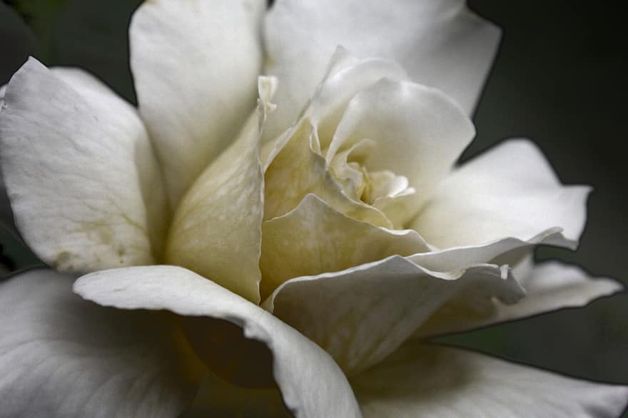 Rose, Flower, Petals, Nature, White
