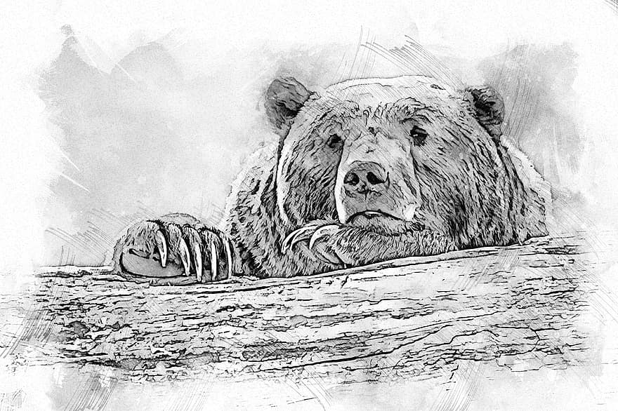 Bear, Grizzly, Animal, Wildlife, Nature, Log, Mammal, Head, Portrait, Creativity, illustration