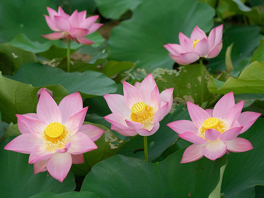 lotuses, blommor, lotusblommor, rosa blommor, kronblad, rosa kronblad, blomma, vattenväxter, flora