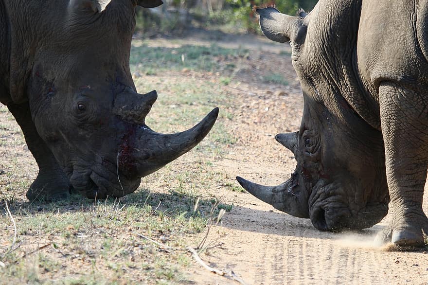 nosorožec, nosorožci, zvířat, bojování, savců, zoo, rohy, velké zvíře, volně žijících živočichů, živočišného světa, Příroda