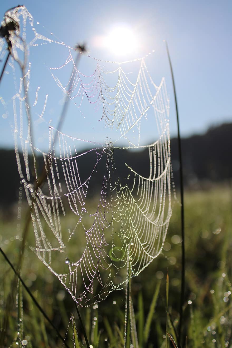 örümcek ağı, çiy damlası, böcek, örümcek, sabah, sonbahar, çevirmek, çiy, doğa, düşmek, sis