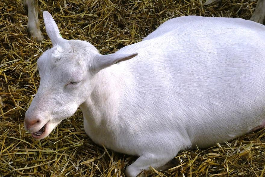 Goat, Mammal, Farm, Cattle, Livestock, White Goat, Animal World, Countryside, Rural