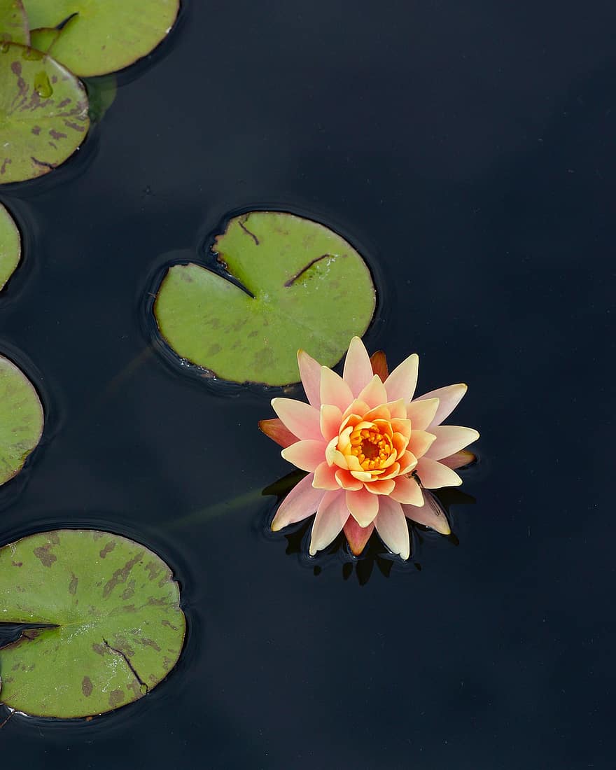 Flower, Lotus, Water Lily, Pad, Pond, Blossom, Petals, Plants, Nature