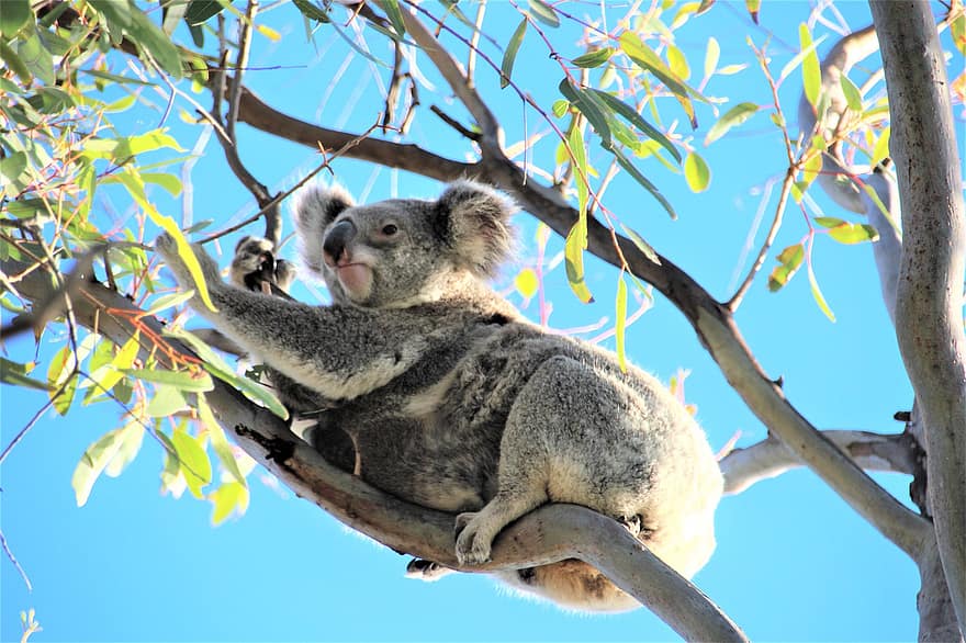 coala, Australia, bebé, árbol, marsupial, linda, animales en la naturaleza, rama, piel, un animal, árbol de eucalipto