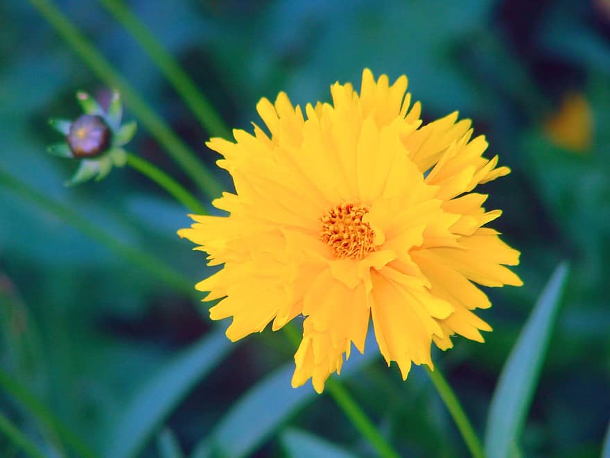 Кореопсис ланцетолистный, желтый цветок, сад, природа, пейзаж, луг, крупный план, завод, летом, цветок, желтый