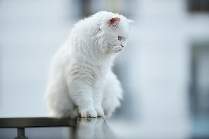 gatto, animale, bianca, piuma, pelle di pelo, sedersi, balcone, alto, zampa, ritratto, carina